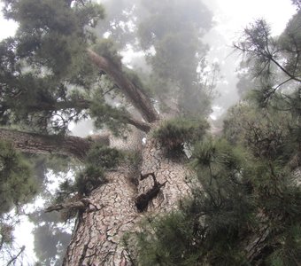 Pino Gordo - самая высокая сосна (Тенерифе)