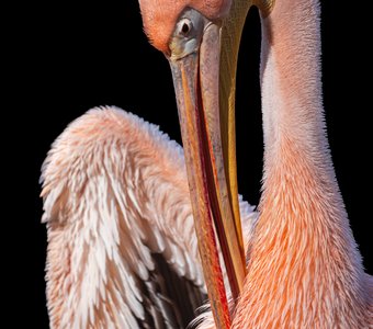 Розовый пеликан, еще одно дитя заката