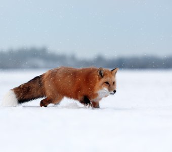 Хитрый лис