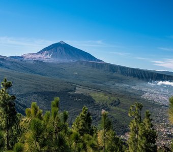 Вид на вулкан Тейде из соснового леса