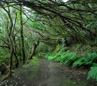 Лавровый лес на Тенерифе