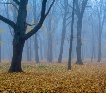 Призраки волшебного леса