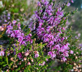 Летний цветок