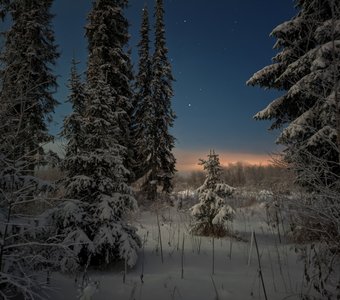 Ночной лес севера