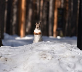 В ожидании весны...