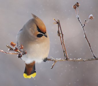 Чудесная свиристель