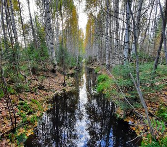 Закат в лесу