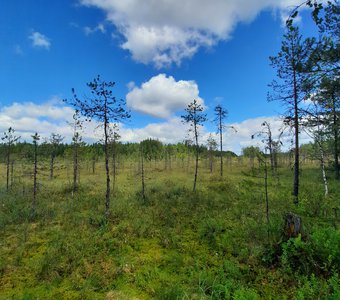 Топи да болота