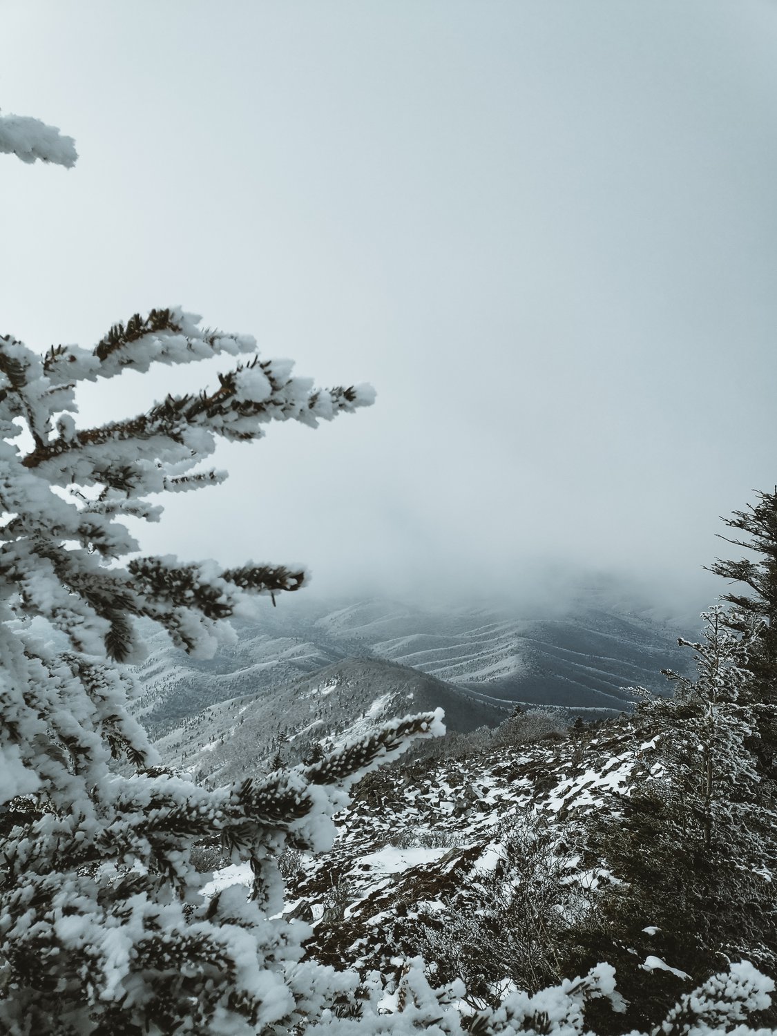 Суровая тайга