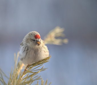 Замерзла