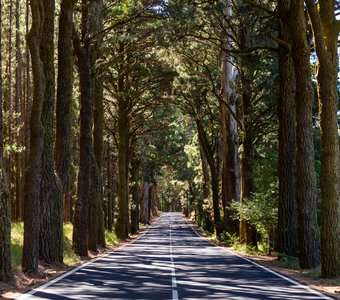 Лес Эсперанса