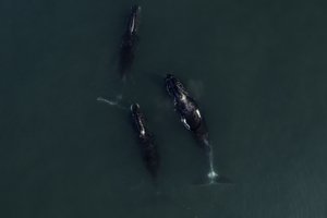 В России присвоили «паспорта» всем гренландским китам в Охотском море