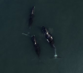 Гренландский киты