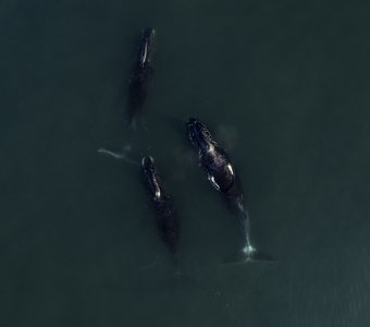 Гренландский киты