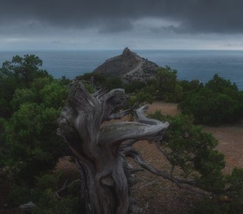 Не сдавшийся можжевельник