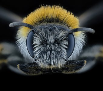 Первая пчелка