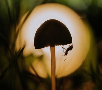 Как мурвьишка домой добирался