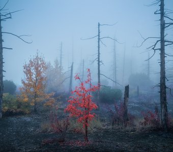Мертвый лес в осенних красках.