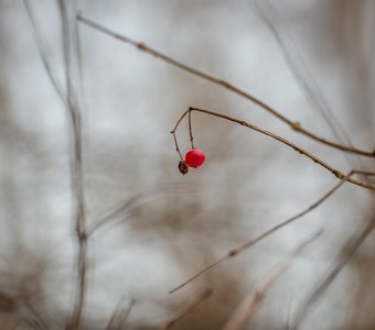 Пережившая Зиму, дожившая до Весны