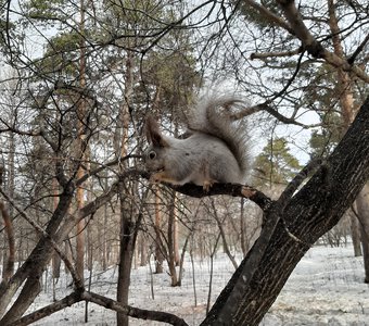 С добрым утром, белочка!