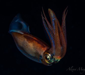 Кальмар / squid
