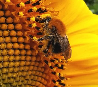 Пчела на подсолнухе