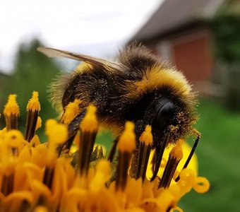 Пчела Опыляха