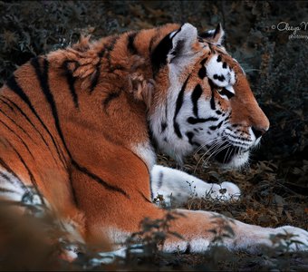 Осенний портрет тигра