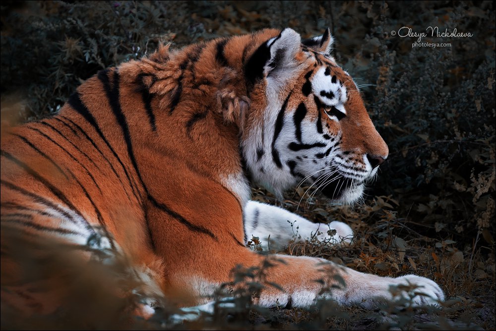 Осенний портрет тигра