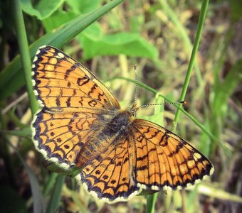 Магия бабочек