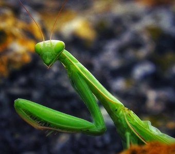 Встреча богомола