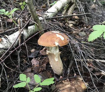 Первые грибы