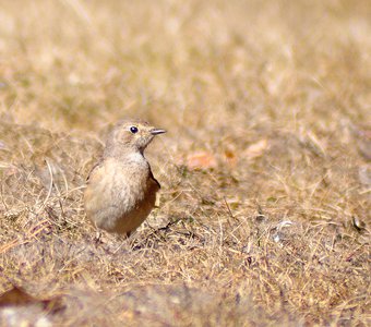 Обыкновенная горихвостка (Phoenicurus phoenicurus)