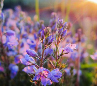 Волшебный луч