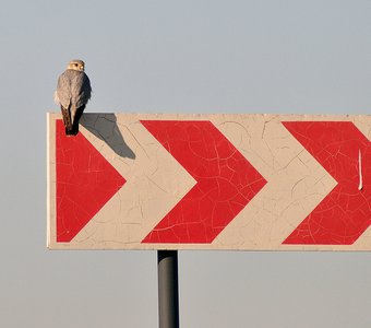 Дербник (Falco columbarius)