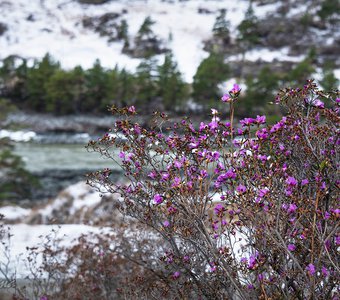 Цветение маральника в снежный день