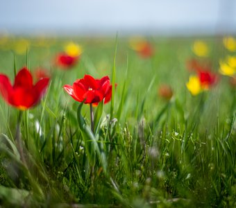 Цветение степных тюльпанов Калмыкии