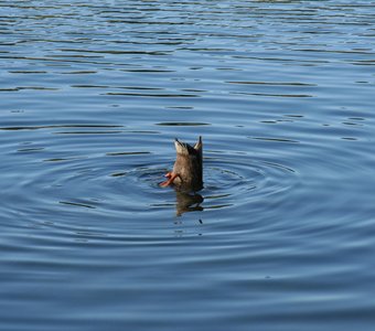 Обеденный перерыв