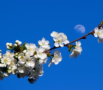 Луна расцвела на веточке вишни
