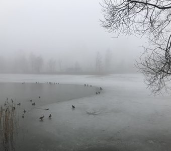 Утки в тумане