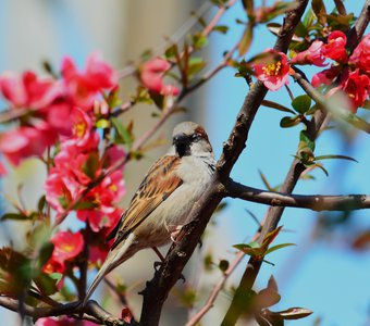Воробей весной