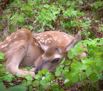 Встреча на тропе
