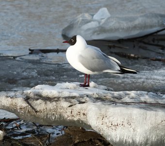 Black-headed gull on a dirty ice floe with snow near the river bank in spring