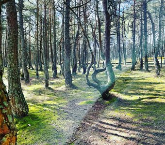 Калининград , танцующий лес