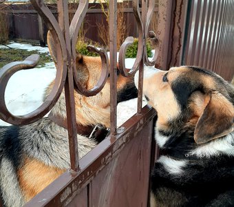 У любви нет границ