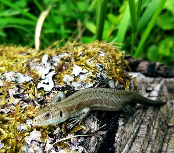 Фотогеничная ящерица