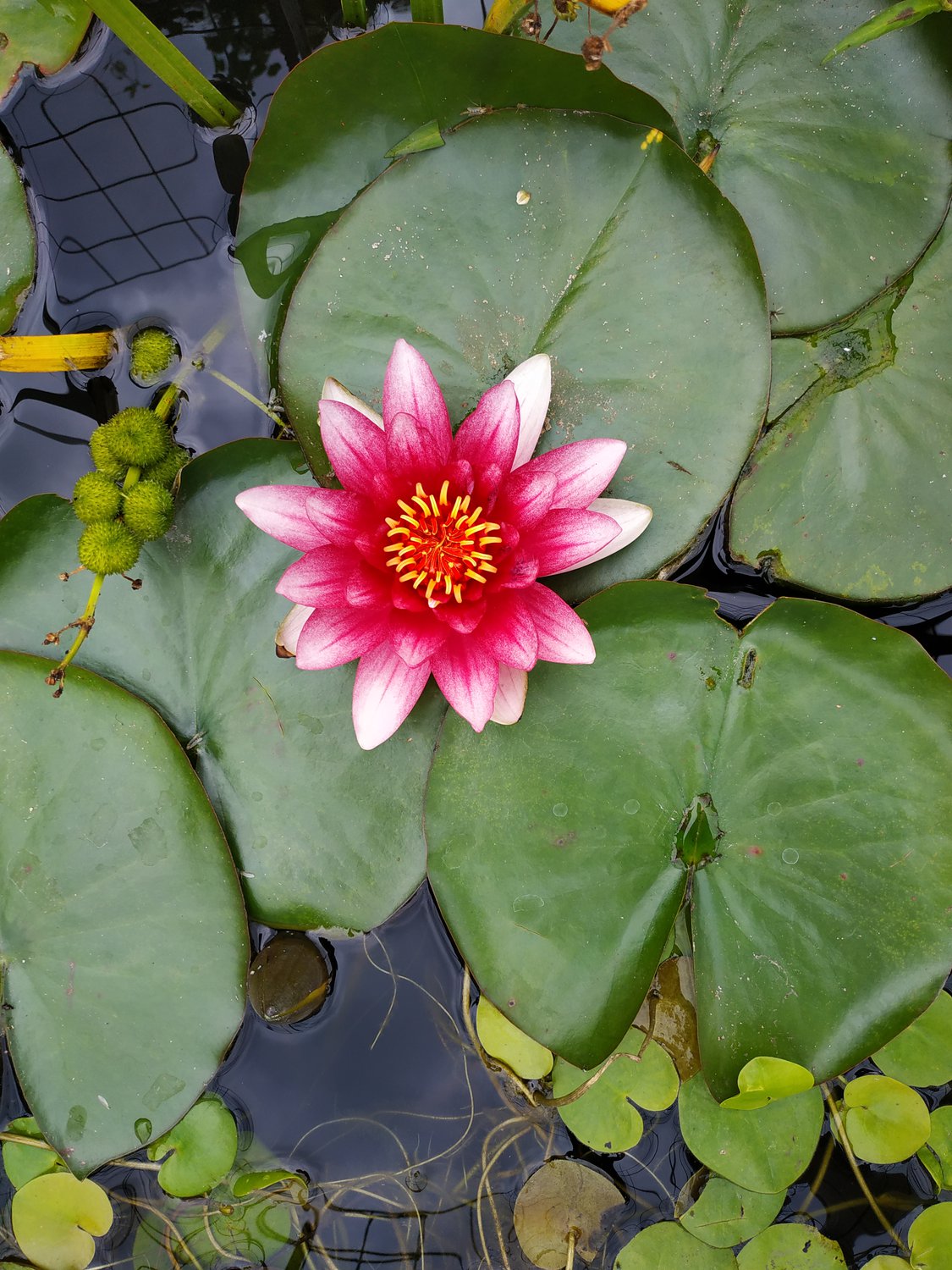 Очарование кувшинки