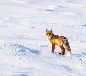 Мартовский лис