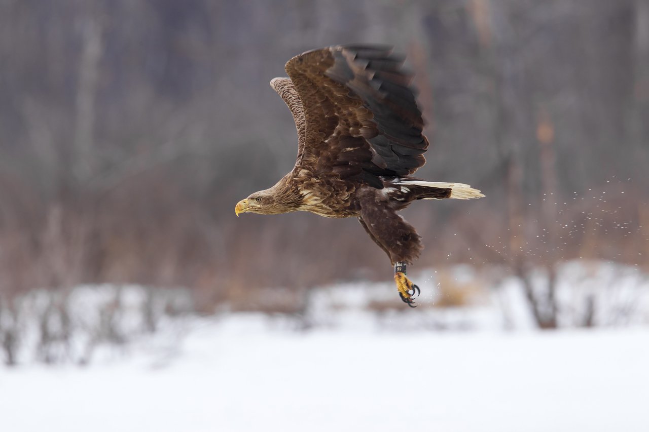 Орлан-белохвост