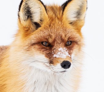 Снежный нос